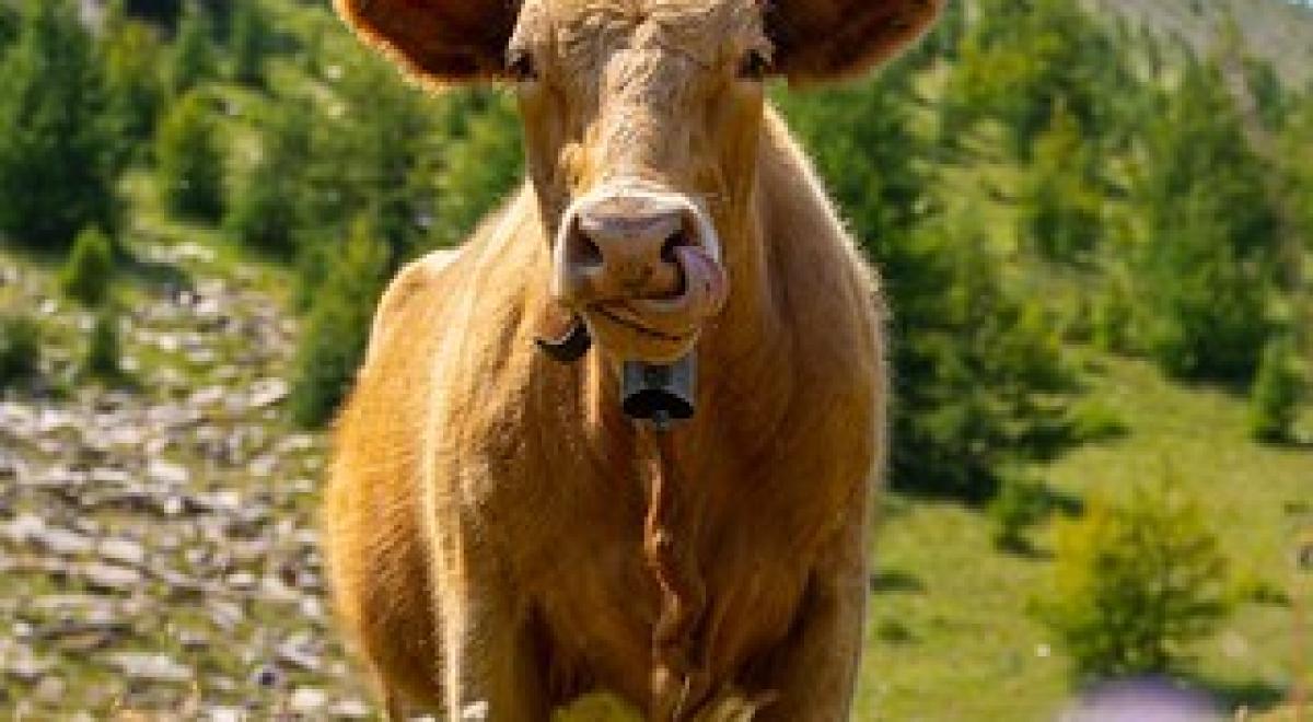 vache