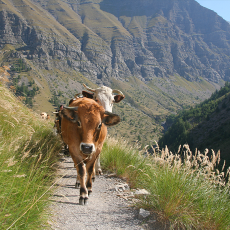 Fête du Grand Vallon_Les Orres
