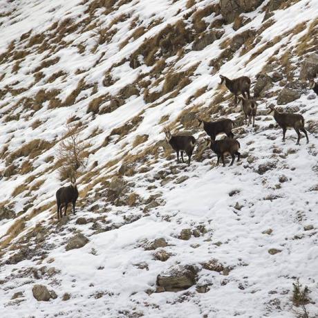 Crédit Photo Alpespix