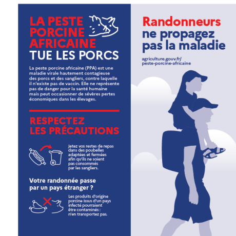 sensibilisation fièvre porcine 