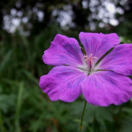 00_Fleur 00_Fleur