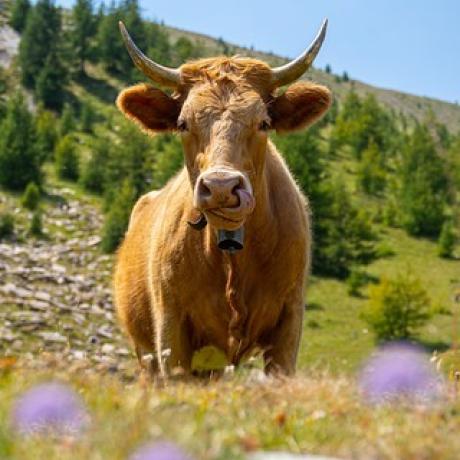 vache