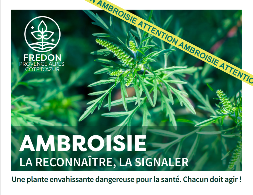 Affiche ambroisie Affiche ambroisie