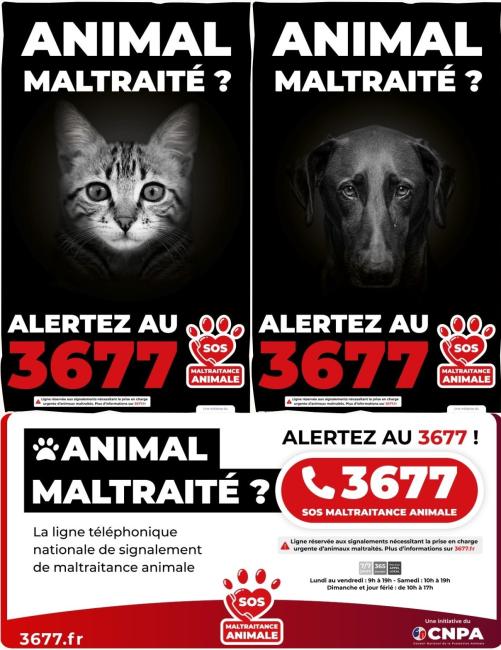 maltraitance animale